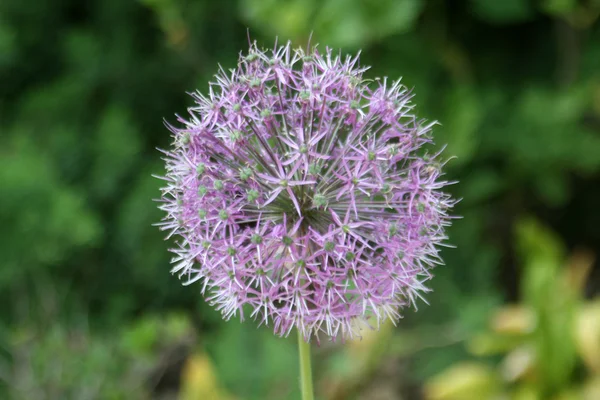 stock image Allium flower