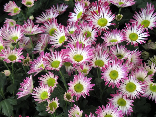 Chrysanthemums — Stock Photo, Image