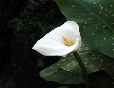 calla-zambak