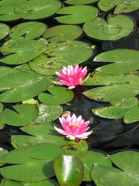 Water lilies in a pond — Stock Photo, Image