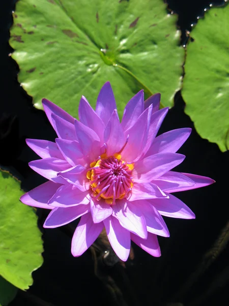 Water lily in a pond — Stock Photo, Image