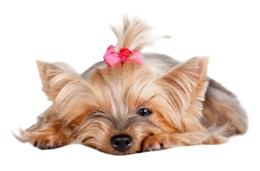 Yorkshire terrier köpek kırmızı yay ile