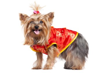 Yorkshire terrier köpek kırmızı Çin giysileri