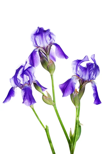 Three violet irises — Stock Photo, Image