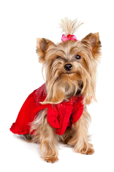 Yorkshire terrier kutya, vörös ruhák — Stock Fotó