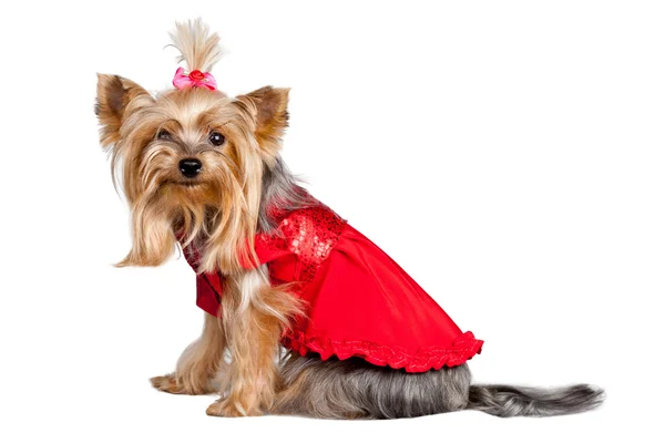 Yorkshire terrier cão em roupas vermelhas — Fotografia de Stock