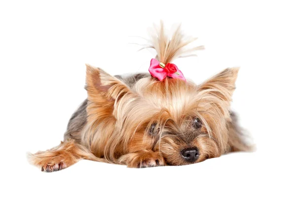 Yorkshire terrier dog with red bow — Stock Photo, Image