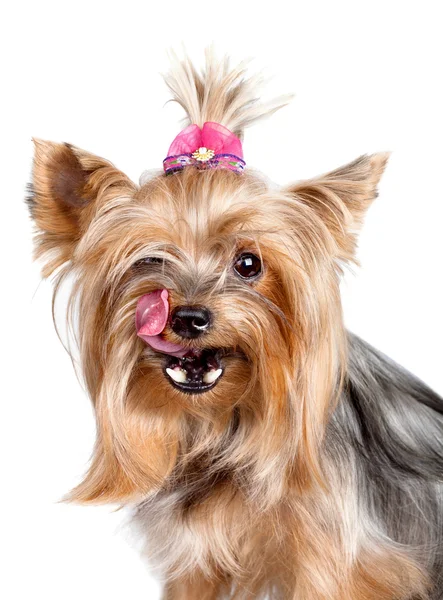 Yorkshire terrier dog licking its nose with his tongue — Stock Photo, Image