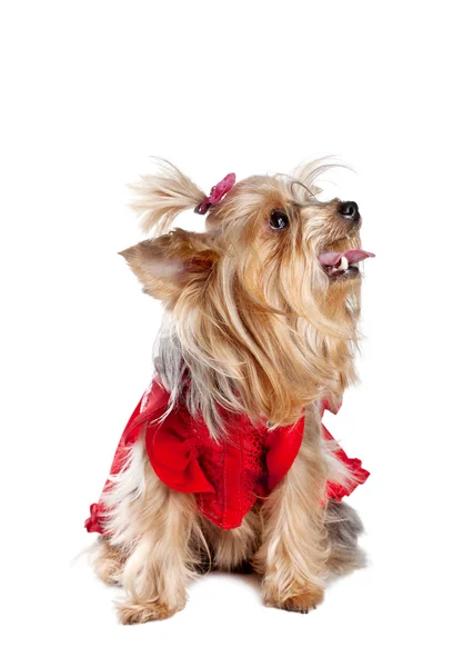 Yorkshire terrier cão em roupas vermelhas — Fotografia de Stock