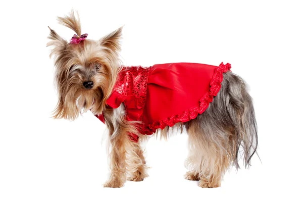 Yorkshire terrier kutya, vörös ruhák — Stock Fotó