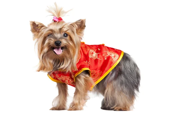 Yorkshire terrier cão em roupas chinesas vermelhas — Fotografia de Stock