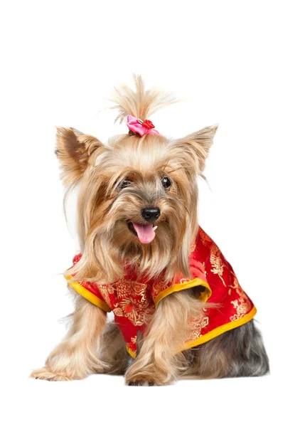 Yorkshire terrier kutya, piros kínai ruha — Stock Fotó