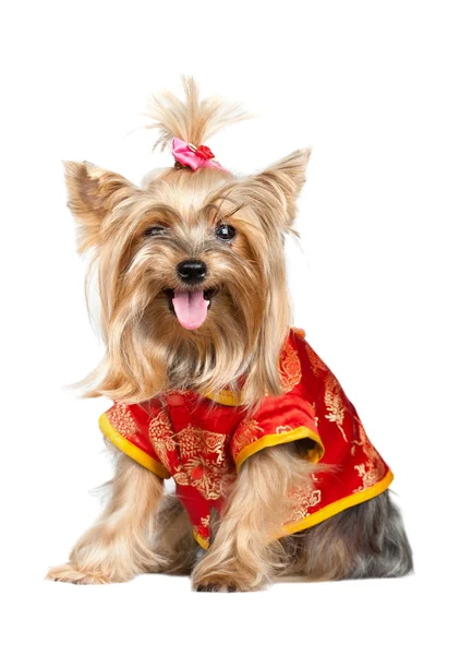 Yorkshire terrier kutya, piros kínai ruha — Stock Fotó