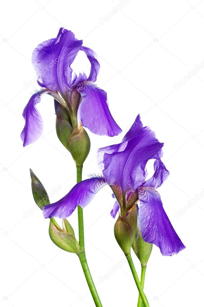 Two violet irises