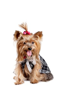 Yorkshire Terrier köpeği.