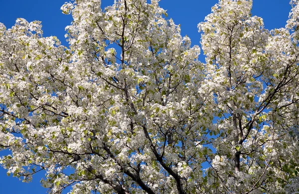 stock image Cherry flowers over blue sky