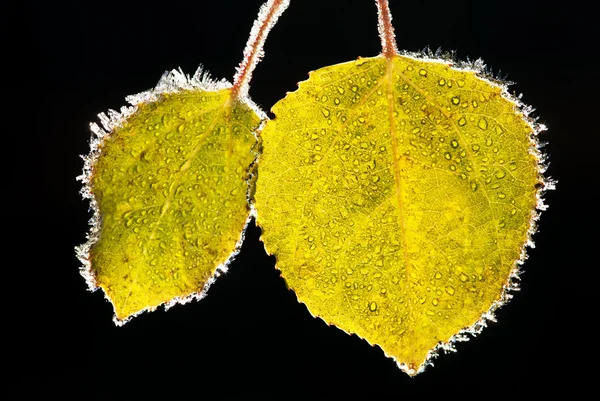 Aspen leaves covered with frost — Stock Photo, Image