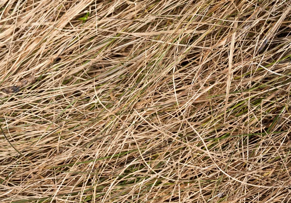 stock image Dry grass