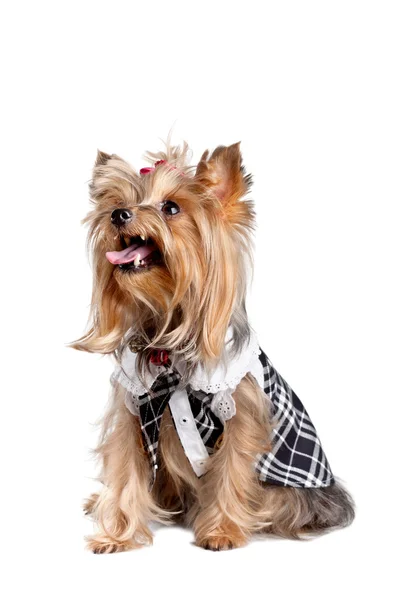 Yorkshire Terrier kutya — Stock Fotó