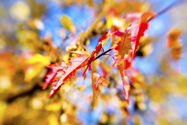 Renkli sonbahar yaprakları arkaplanı — Stok fotoğraf