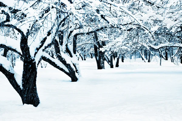 Vinterlandskap tonas blå — Stockfoto