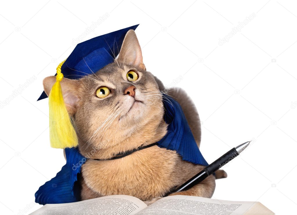 Cat in graduation cap and gown