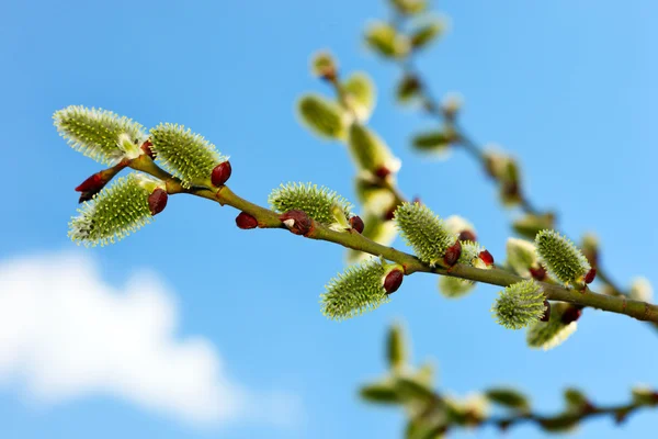 Kukum mavi gökyüzü dal
