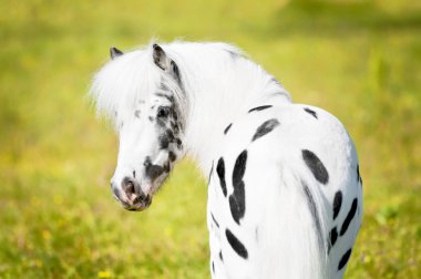 Appaloosa pony portrait clipart