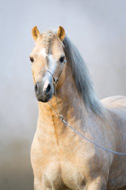 Portrait of welsh pony clipart