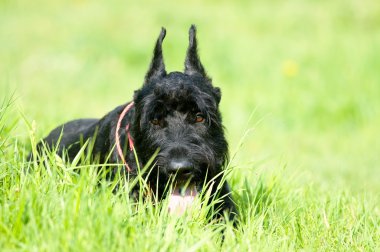 Giant schnauzer lay on the grass clipart