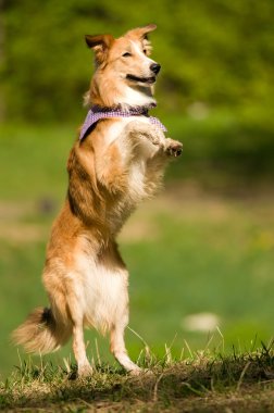 Red border collie portrait in summer clipart