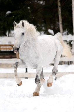 White Lipizzan horse runs gallop in winter clipart