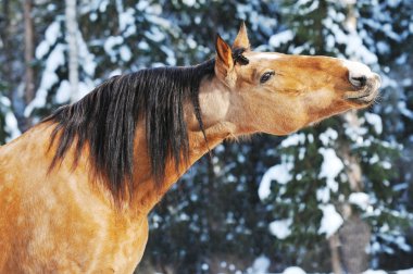 Gold horse stallion portrait in winter clipart