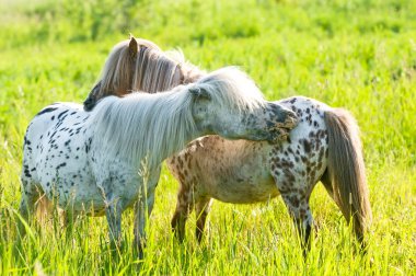 Two appaloosa ponyes on the meadow clipart