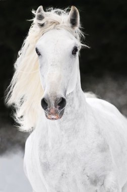 Beyaz lipizzan at dörtnala kışın çalışır.