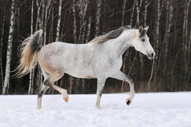 Beautiful white Tersk horse runs on the snow clipart