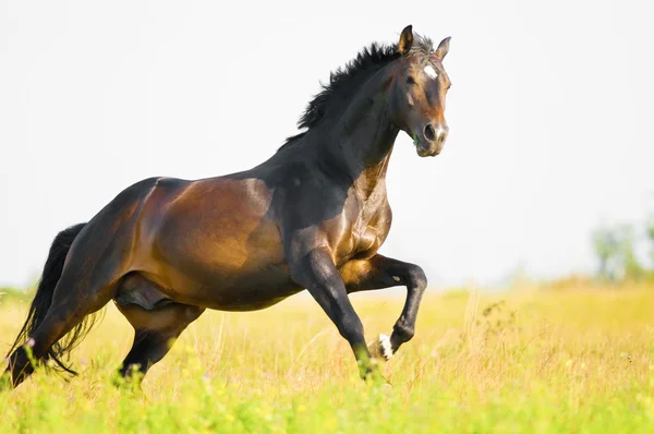 Bay häst i frihet kör galopp — Stockfoto