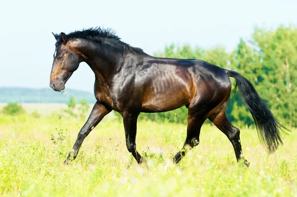 Paard in vrijheid draait draf op de weide — Stockfoto