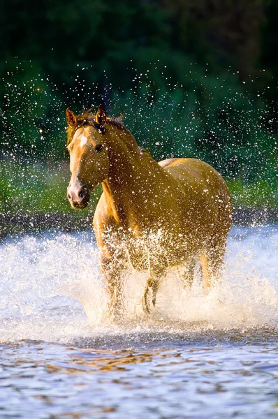 Horse runs gallop in water in summer time — Stock Photo, Image