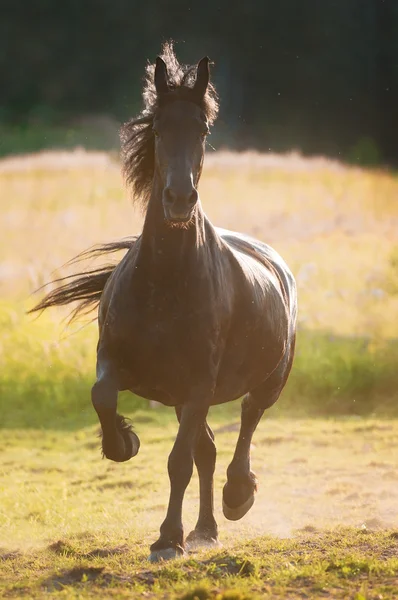 Černý kůň v západu slunce zlaté světlo — Stock fotografie