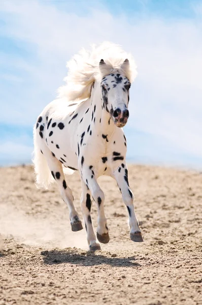 Appaloosa pony loopt galop in stof — Stockfoto