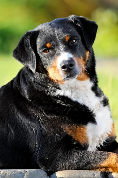 Appenzeller портрет собаки влітку — стокове фото