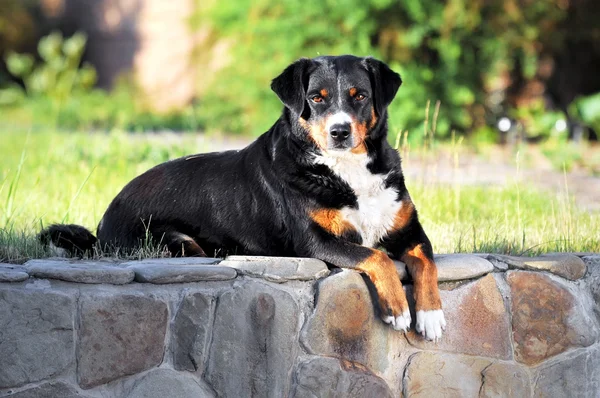 Appenzeller sennenhund dog portrait im sommer — Stockfoto