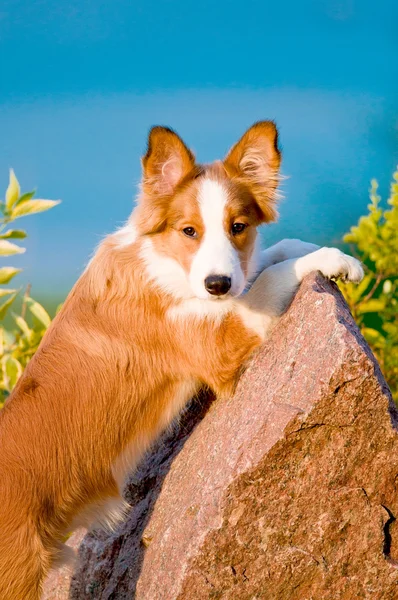 Retrato de filhote de cachorro de collie de borda jovem no por do sol — Fotografia de Stock