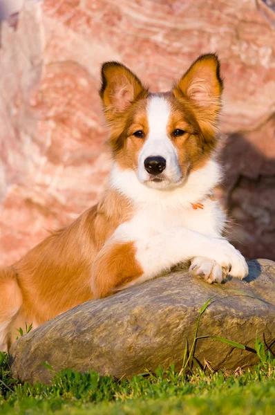 Portrait of young border collie puppy in sunset — Stock Photo, Image