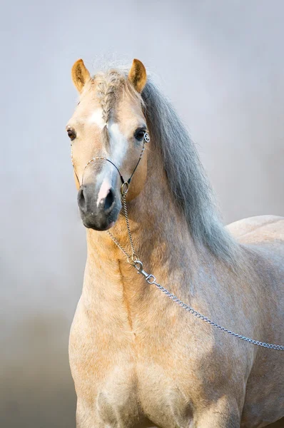 Portrait of welsh pony — Stock Photo, Image
