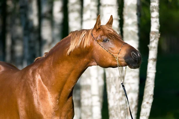 栗のアラビアの馬の種牡馬の肖像画 — ストック写真