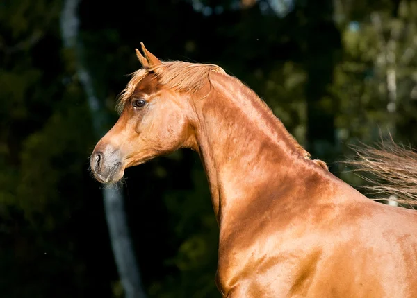Chestnut arabian horse stallion portrait — Stock Photo, Image