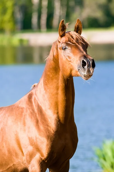 Kasztan konia arabskiego ogiera portret — Zdjęcie stockowe
