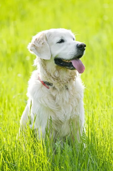 Portret złoty pies myśliwski w lecie — Zdjęcie stockowe